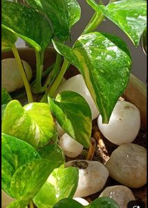 Healthy money Plant saplings free Aprajeeta seeds