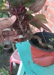 Healthy Philodendron black Plant