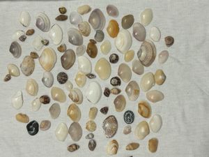 Assorted Seashell Collection