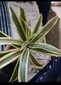 6 combo Plant With Rooted
