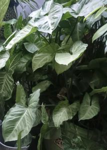 Beautiful Assorted Houseplants