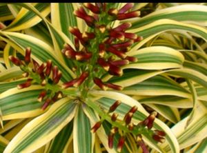 🌵Pandanus veitchii Plant 🪴 &amp; Pot