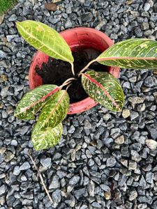 Aglaonema same Plant selling