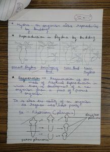 Class 10th Bio &amp; Chemistry Loose Notes for Rev.