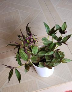 Set 2 Arrowhead &amp; Zabronics PLANT &amp; POT