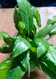 combo of plants