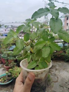 Tulsi plant