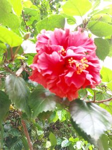 Gudhal Hibiscus Multilayer 🌺
