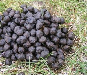 Organic Goat Manure For Plants