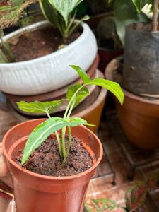Healthy Syngonium Plant