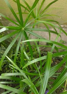 Assorted Live Plants for Home Decor