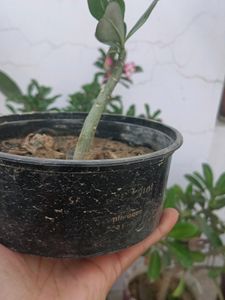 Adenium Plant