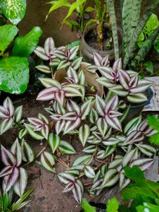 Tradescantia Zebrina Plant for Sale