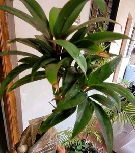 Set 3 Syngonium &amp; Pink Heat &amp; Arrowhead Plants