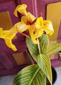 Combo Of 5 Plants