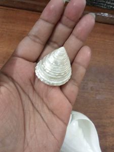 Seashell Collection &amp; Keychain