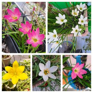 Rain Lily offer (15 bulbs / 3 colours)