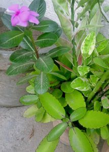Combo Of 6 Air Purifier Plants