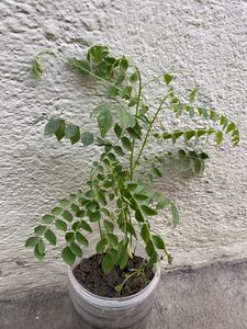 Tulsi and sweet lemon leaves