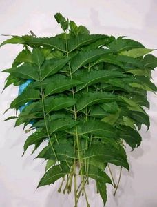 250gm Dry Nim Leaves