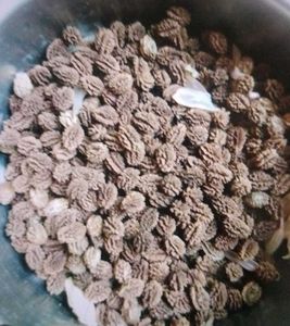 20 papaya seeds