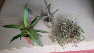3 Set Moses in the Cradle &amp;Turtle Vine plants
