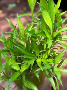 20 Live Root Plants