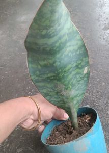 whale fin Snake Plant - Easy Care