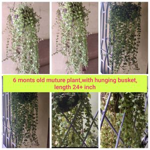 Cascading Hanging Plant 🌿 with free 🎁