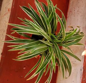 🌴Cordyline Pandanus Veitchii &amp; pot