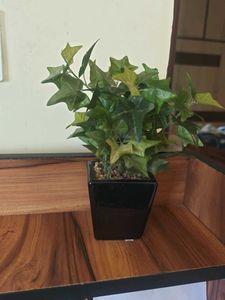Artificial Ivy Plant in Black Pot