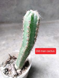 Assorted Cactus &amp; Succulent Plants