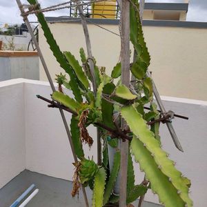 Dragon Fruit Plant with roots