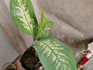 6 Plant Combo With Pot