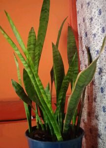 Snake Plant