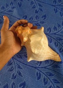 Seashell Conch showpiece