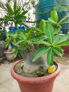 Beautiful Desert Rose Plant( adenium arebicum)