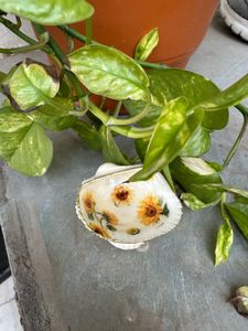 original Seashell jewellery Dish
