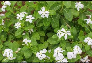 Combo Flower