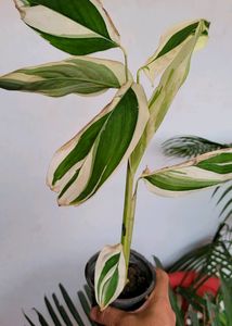 3 pack Arrowhead &amp; NeverNever &amp;Ming Areliaplants,