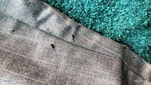Grey Strip Pants