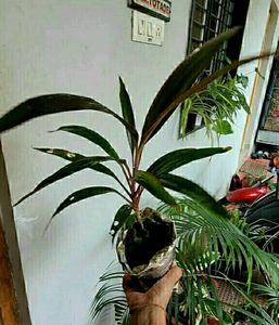 Pack 2 Moses in the Cradle &amp; Dracaena RubyHeal