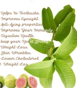 Guava Leaf