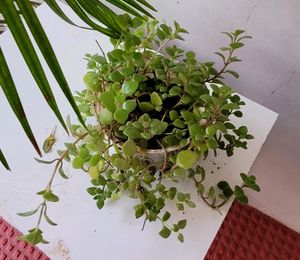 Pack 2 turtles &amp; Pilea Depressa Plant🪴&amp; Pot