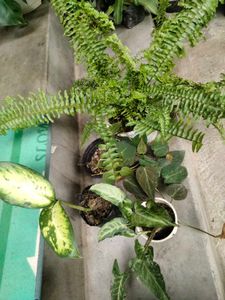 Assorted Plants