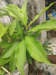 Insulin Plant (Medicinal)