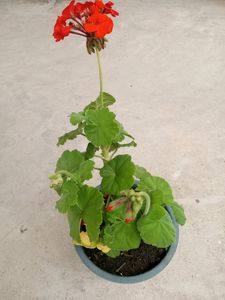 Bright Red Geranium