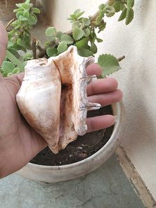 🏖️Seashell / shankh