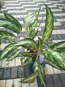 11 Live Root Plants