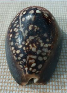Vintage Cowrie Shell